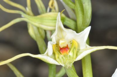 Gavilea araucana, photographed by aacocucci