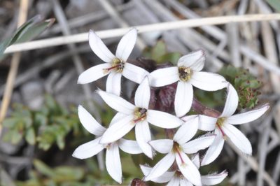 Arjona patagonica, photographed by aacocucci