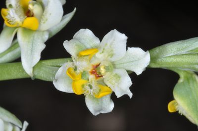 Gavilea glandulifera, photographed by aacocucci