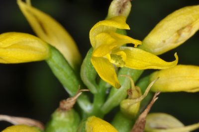 Gavilea lutea, photographed by aacocucci