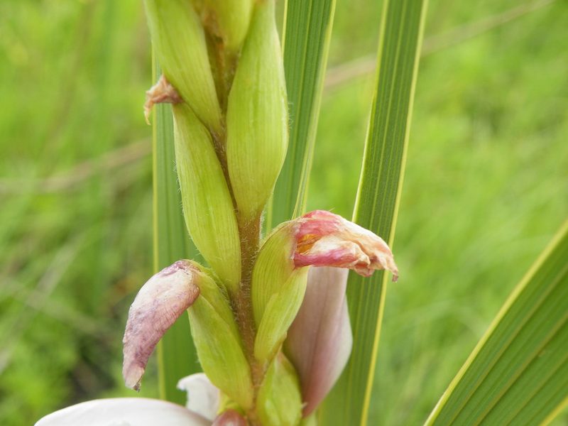 Gladiolus sericeovillosus, photographed by Antoinette Eyssell Knox