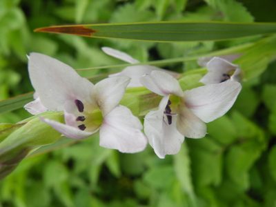 Gladiolus sericeovillosus, photographed by Antoinette Eyssell Knox