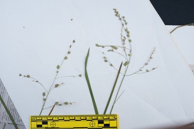Glyceria canadensis, photographed by Doug Suitor