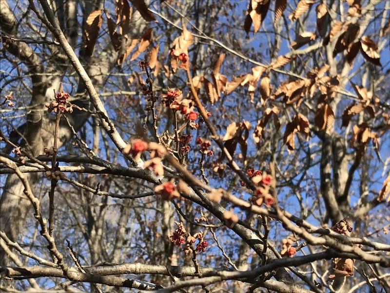 Hamamelis vernalis, photographed by Evelyn Davis