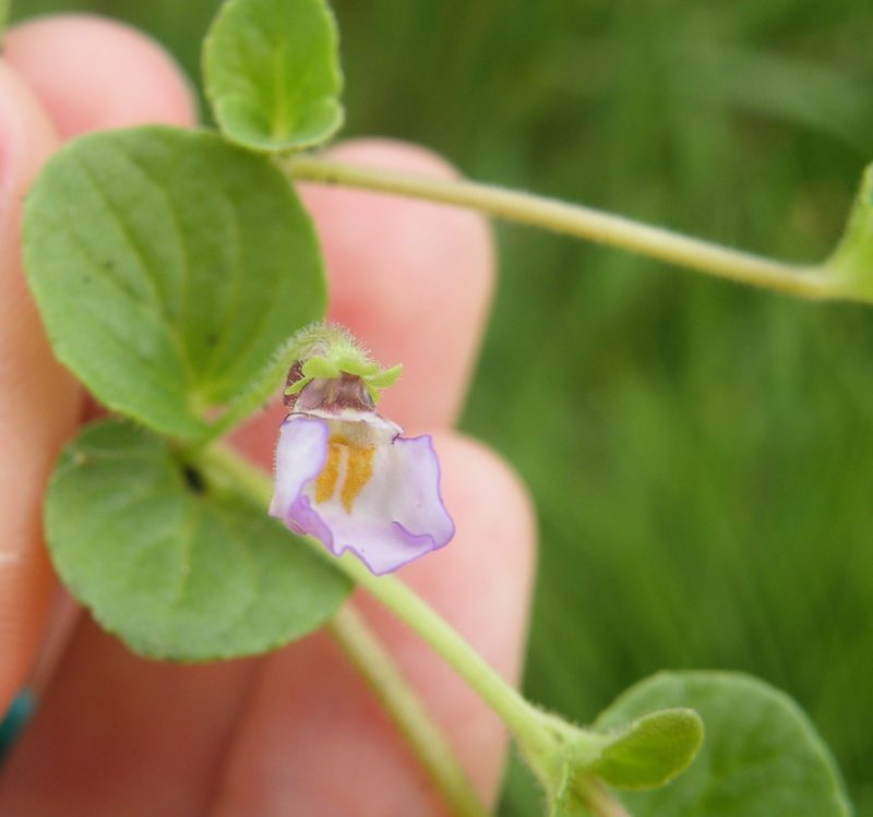 Diclis reptans, photographed by Antoinette Eyssell Knox
