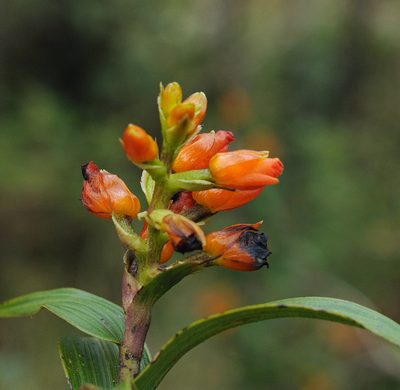 Elleanthus aurantiacus, photographed by Todd Boland
