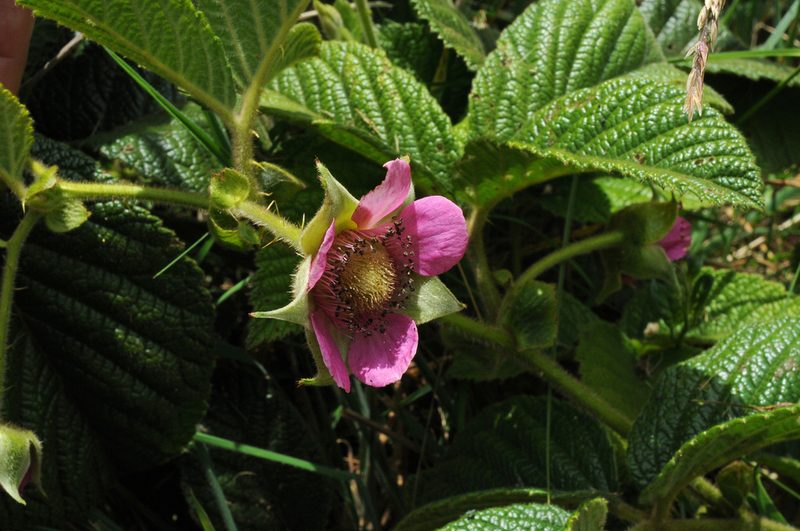 Rubus nubigenus, photographed by Todd Boland
