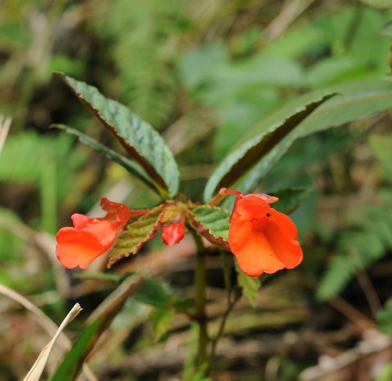 Begonia kalbreyeri, photographed by Todd Boland