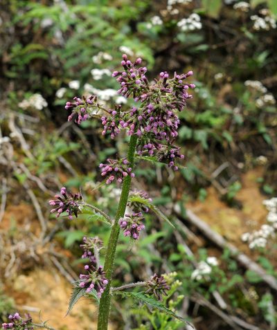 Erechtites albiflorus, photographed by Todd Boland