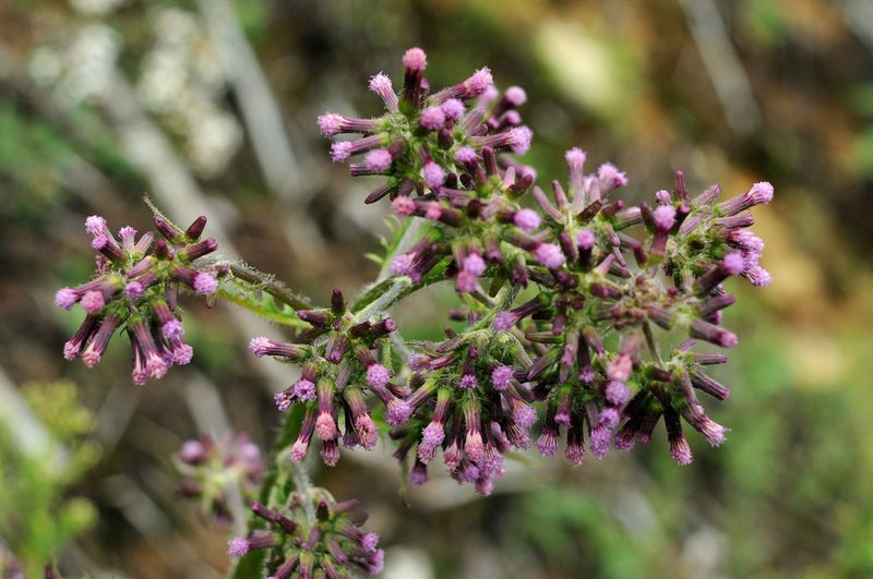 Erechtites albiflorus, photographed by Todd Boland