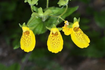 Calceolaria crenatiflora, photographed by aacocucci