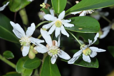 Drimys andina, photographed by aacocucci