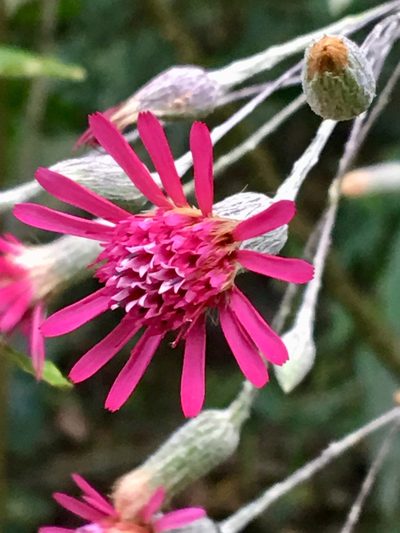 Onoseris silvatica, photographed by desertnaturalist
