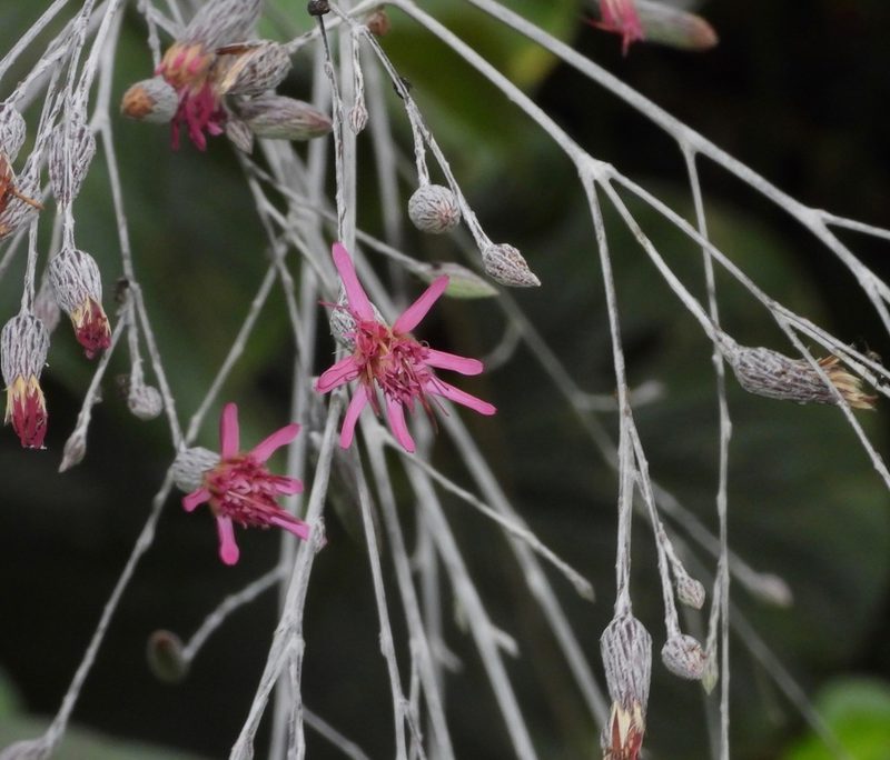 Onoseris silvatica, photographed by desertnaturalist