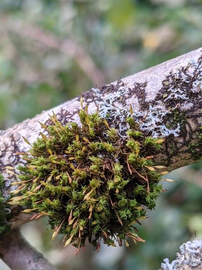 Orthotrichum consimile, photographed by Bryn