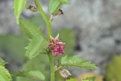 Ayenia cordobensis, photographed by aacocucci