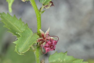 Ayenia cordobensis, photographed by aacocucci