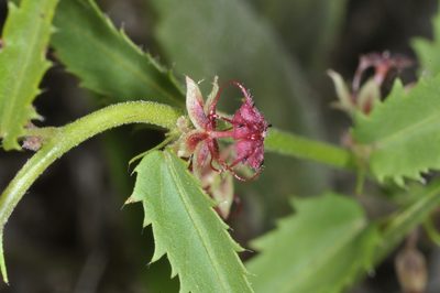 Ayenia cordobensis, photographed by aacocucci