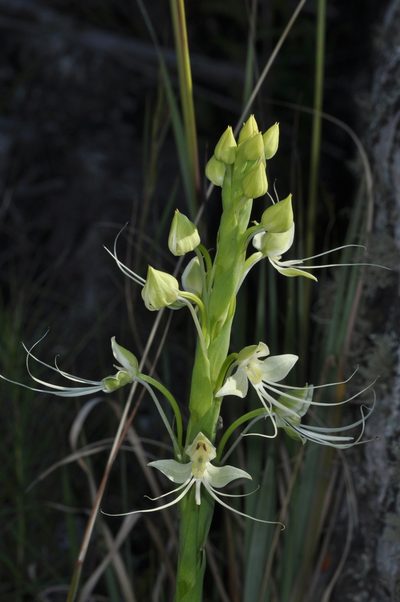 Habenaria gourlieana, photographed by aacocucci