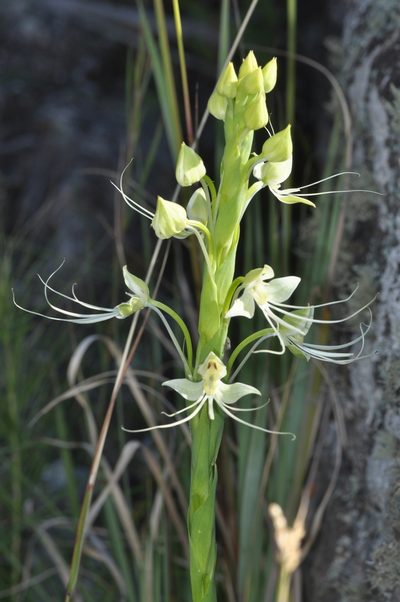 Habenaria gourlieana, photographed by aacocucci