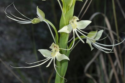 Habenaria gourlieana, photographed by aacocucci