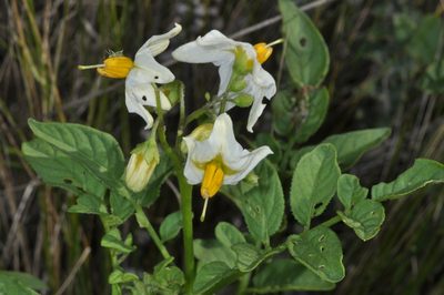 Solanum chacoense, photographed by aacocucci