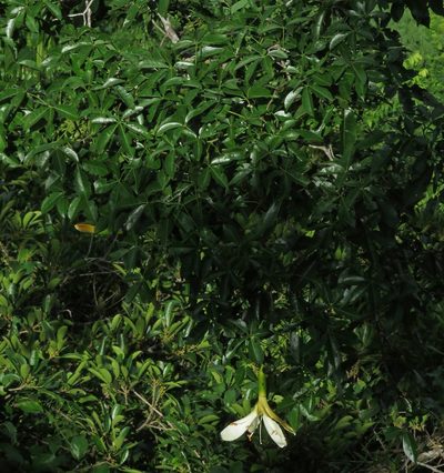 Ceiba samauma, photographed by Sidnei Dantas