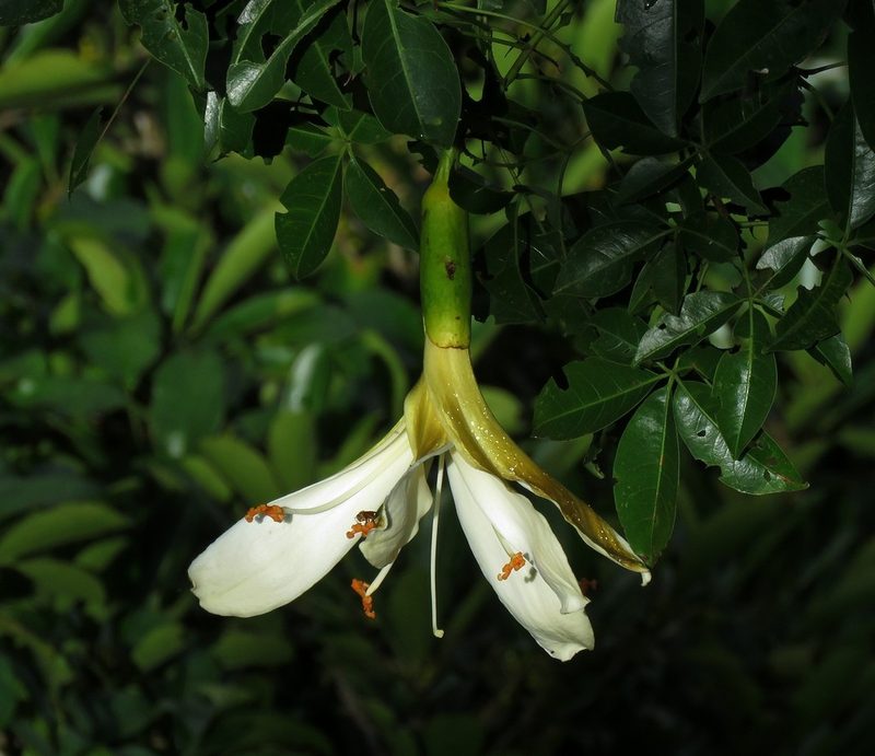 Ceiba samauma, photographed by Sidnei Dantas