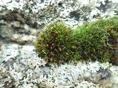 Schistidium maritimum, photographed by Randal