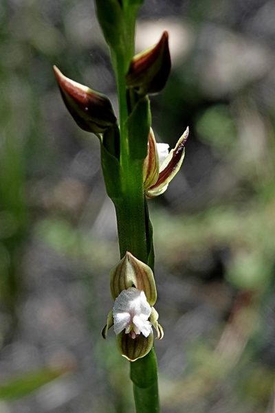 Prasophyllum australe, photographed by Max Campbell