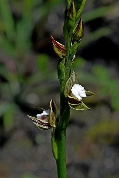 Prasophyllum australe, photographed by Max Campbell