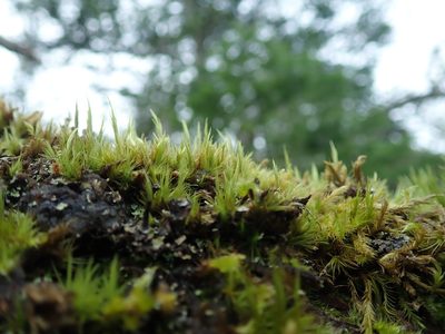 Dicranum howellii, photographed by Randal