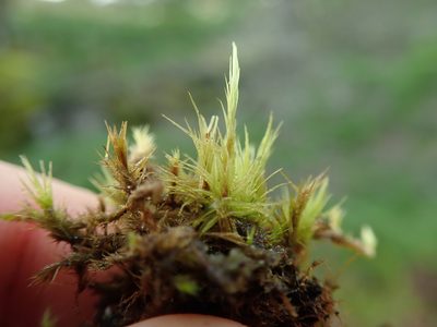 Dicranum howellii, photographed by Randal