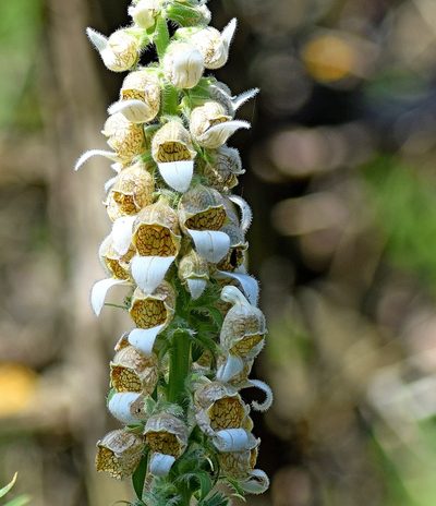 Digitalis lanata, photographed by Kostas Zontanos