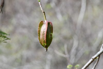 Jacaratia mexicana, photographed by adel-fridus