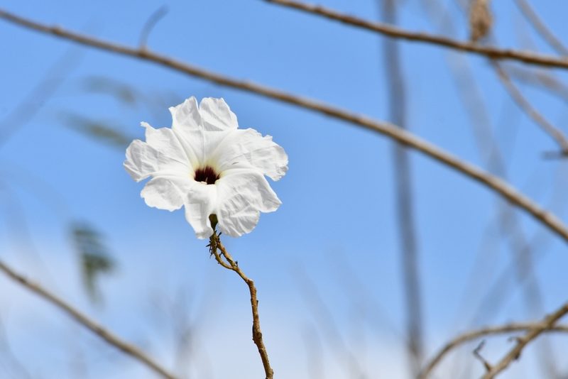 Ipomoea wolcottiana, photographed by adel-fridus
