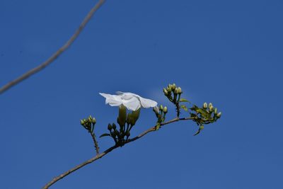 Ipomoea wolcottiana, photographed by adel-fridus