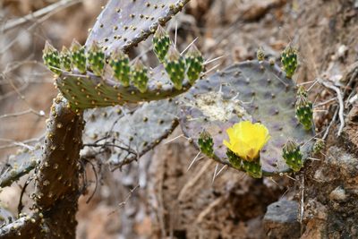 Opuntia decumbens, photographed by adel-fridus