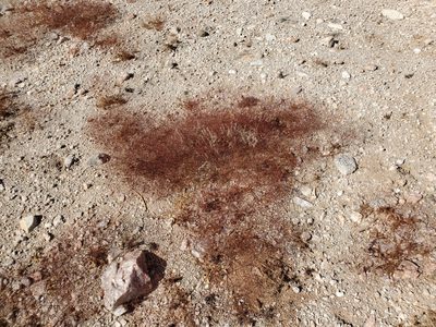 Eriogonum trichopes, photographed by Bob Miller