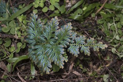 Selaginella willdenowii, photographed by garywwilson