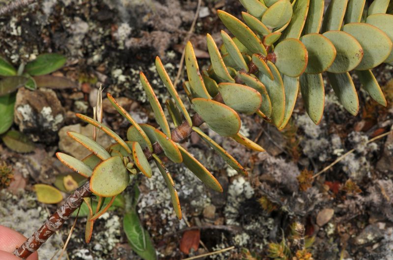 Veronica amplexicaulis, photographed by Pieter Pelser