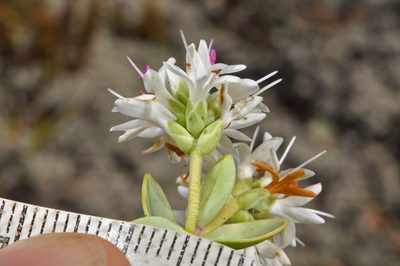 Veronica amplexicaulis, photographed by Pieter Pelser