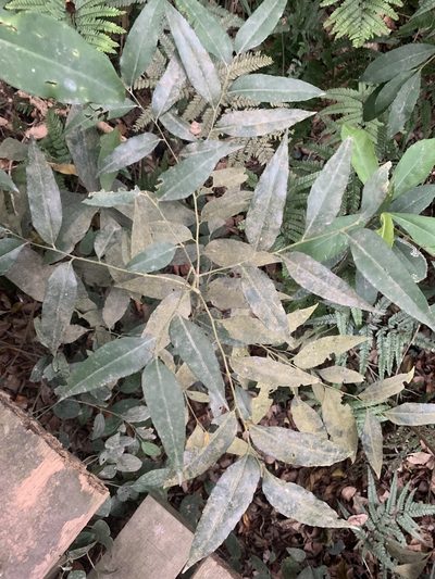 Putranjiva formosana, photographed by 呂一起(Lyu yi-chi)