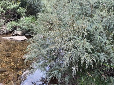 Leptospermum lanigerum, photographed by Andrew Allen