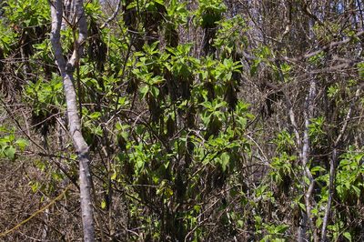 Scalesia affinis, photographed by Don Johnston