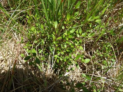Gonocarpus aggregatus, photographed by derek_onley
