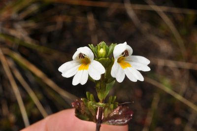 Euphrasia laingii, photographed by Pieter Pelser