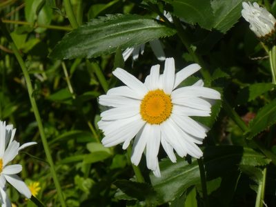 Leucanthemum maximum, photographed by Doug Miller