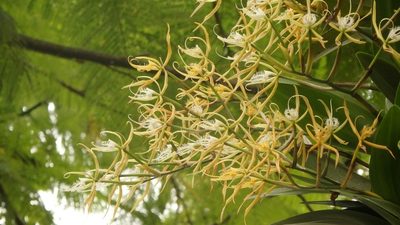 Epidendrum ciliare, photographed by Victor De la Cruz