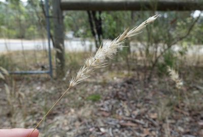 Rytidosperma setaceum, photographed by yatesy